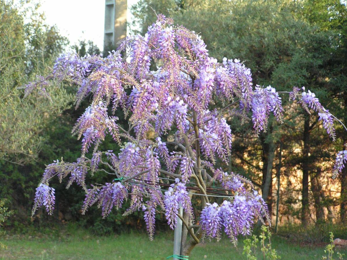 Le Jardin Des Selves Bed & Breakfast Драгинян Екстериор снимка